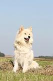CHIEN FINNOIS DE LAPONIE 335
